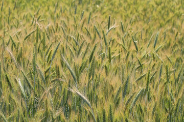 Ears of rye on field