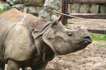 Fototapeta premium White rhinoceros in zoo