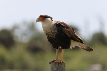 Crested Caracara Florida USA