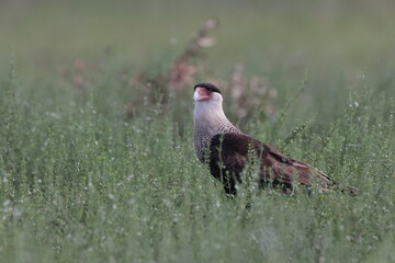 Crested Caracara Florida USA