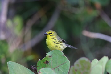 Prairie Warbler J.N. "Ding" Darling National Wildlife Refuge USA