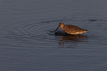 Willet (Tringa semipalmata)  J.N. 