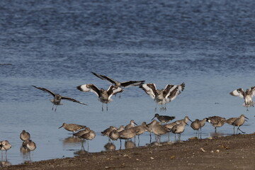 Willet (Tringa semipalmata)  J.N. 