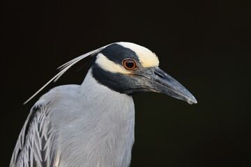 Yellow Crowned Night Heron J.N. 