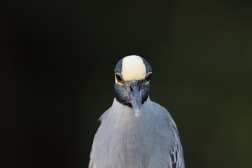 Yellow Crowned Night Heron J.N. 