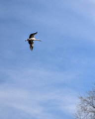 stork in flight