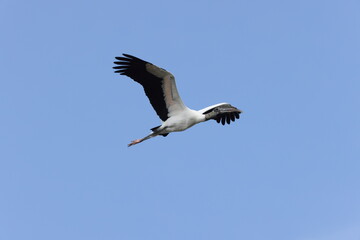 Fototapeta na wymiar Wood Stork (Mycteria americana) Orlando Wetlands Park Florida USA