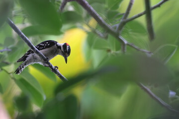 hairy woodpecker (Leuconotopicus villosus) Peaceful Waters Sanctuary Florida USA