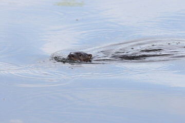 Obraz premium North American River Otter Florida USA
