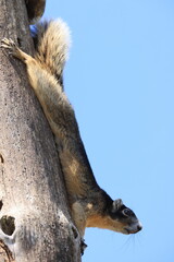 Sherman's fox squirrel  Six Mile Cypress Slough Preserve Florida