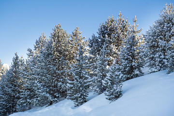 Winter fir and pine forest covered with snow after heavy snowfall on a sunny frosty day in the mountains. Clear blue sky. No people