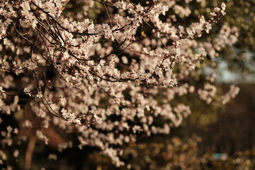 Printemps de Paris, 2023