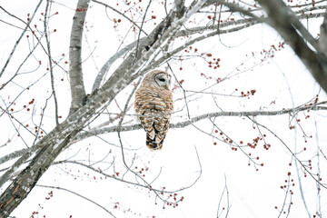 Side view of a Barred Owl perched on a branch in winter