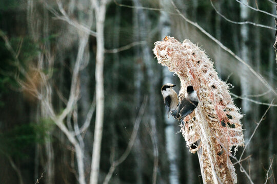 Side view of two Gray Jay birds feeding on a carcass