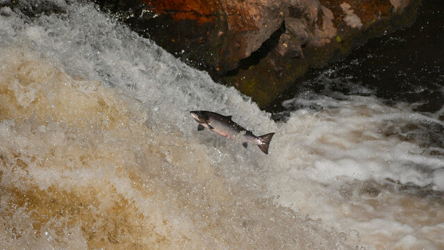 Atlantic salmon ( Salmo salar ) leaping up the River Shin