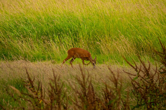 Roe Deer in the Dornoch Firth Sutherland Scotland UK
