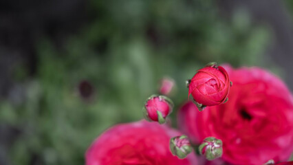 Beautiful pink buttercup ranunculus on a blurry green background, in the garden. Space for text. Floral background.