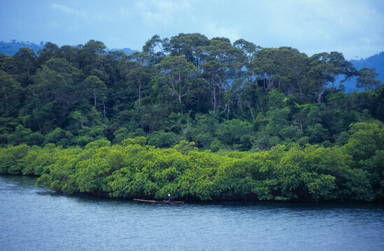 Mangrove Swamp Bocas del Toro Panama