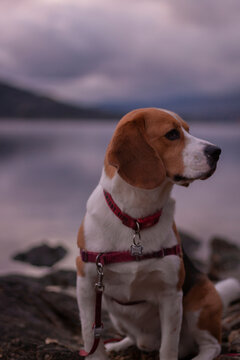 Pretty Beagle dog sitting by a lake during a walk