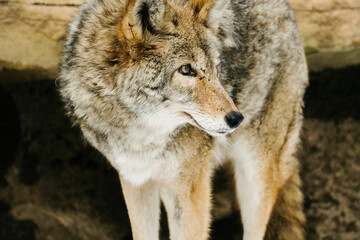 Cropped side view of a coyote standing