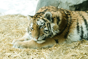 Side view of a young tiger cub laying on hay in a zoo enclosure