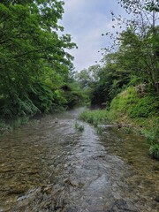 forest nature brook
riverside blue sky trees river