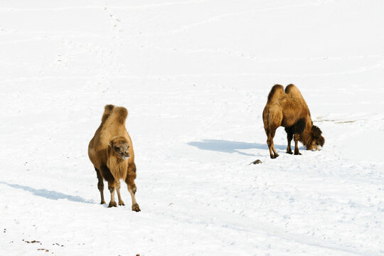 Two Bactrian Camels in the snow