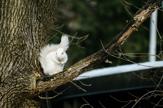 Straight on view of an albino squirrel sitting on a tree branch