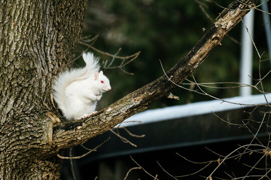 Side view of an albino squirrel sitting on a tree branch