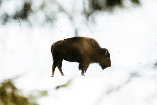 Side view of a young bison standing in the snow