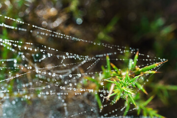 dewdrops in a spider's web