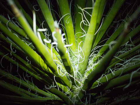 The heart of a Yucca is closely illuminated by a hikers headlamp.