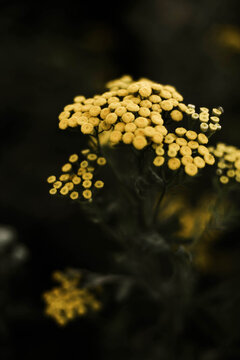 Macro of wild yellow flower in outdoors.