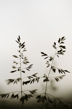 Dramatic spring plants close up