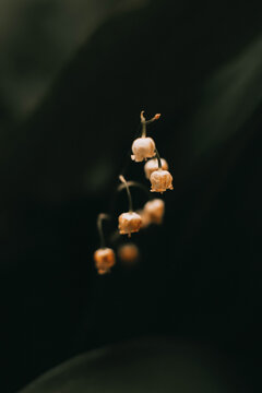 Macro shot of lily of the valley flowers