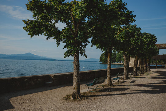 Park Benches Under A Row Of Trees Facing Lake Geneva On A Summer Day