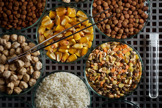 Seeds in petri dishes for genetic work