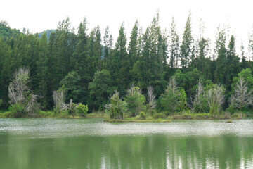 Landscape nature old Livong Mining is green puddle with pine tree around the Livong puddle - unseen travel in Jana Songkhla Thailand - tourist come to camping and shooting in this park and outdoor