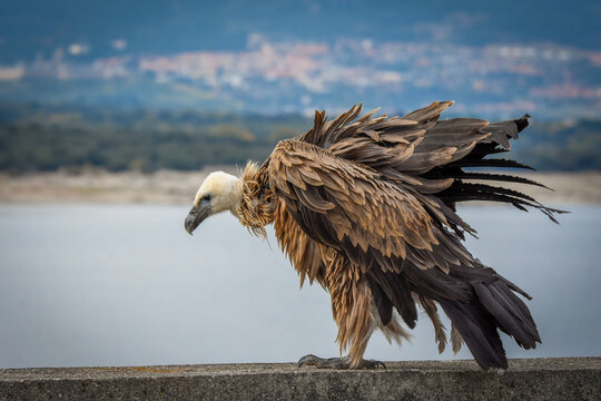 Griffon
