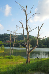 Landscape nature old Livong Mining is green puddle with pine tree around the Livong puddle - unseen travel in Jana Songkhla Thailand - tourist come to camping and shooting in this park and outdoor