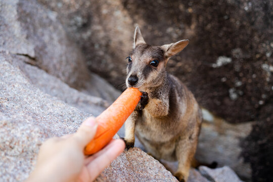 Cute wallaby eating carrot on a rock in Magnetic Island, Australia