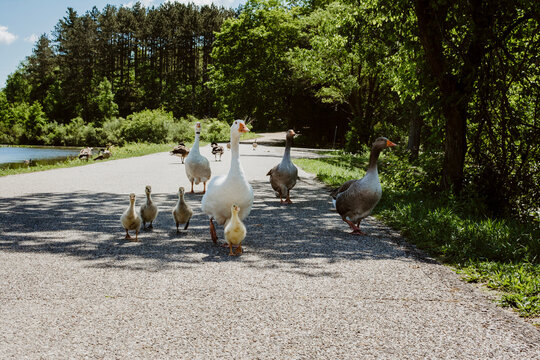 A Family of Geese