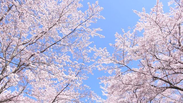 満開の桜の花びらと青空のティルトショット  4K   2021年4月