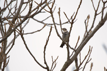 bird on a branch