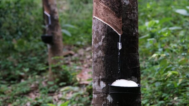 Collecting natural rubber. Tripod shot of latex dripping from trunk down the gutter into the collector. Thailand.