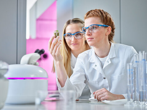 Scientists analyzing plants at laboratory