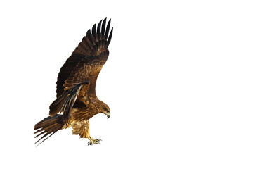 Black kite flying isolated on transparent background png file	