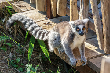 ring lemur