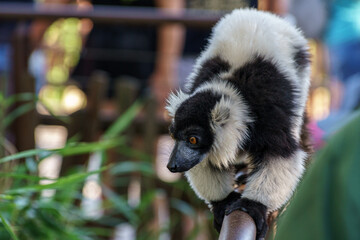 black and white lemur on tree