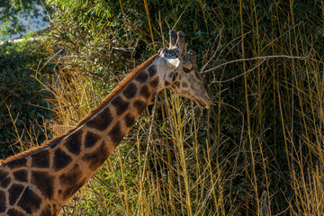 Fototapeta premium giraffe eating grass